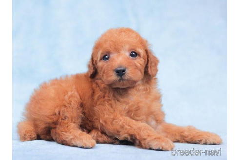 成約済の東京都のトイプードル-202099の3枚目